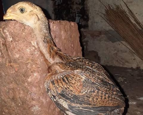 Aseel Fighter – 1-Month-Old Birds