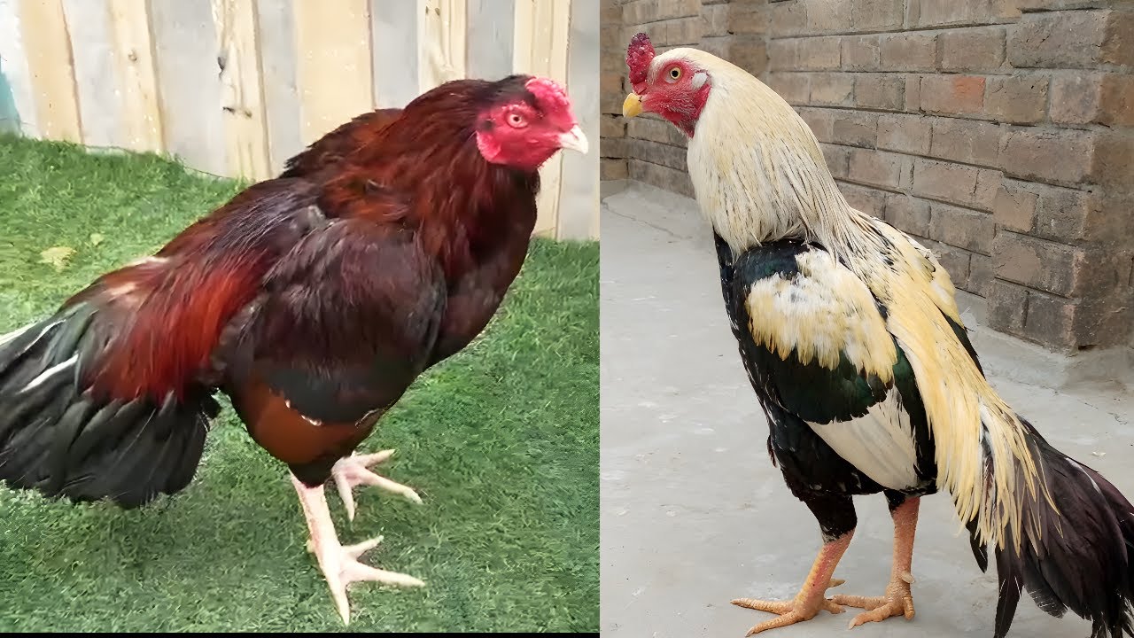 Aseel Fighter Breed – Parent Birds