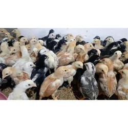 Aseel Fighter Chicks