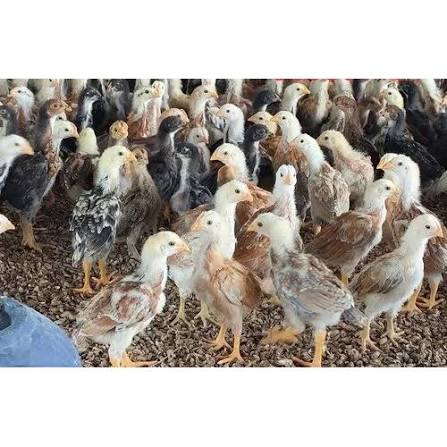 Aseel 1-Month-Old Birds