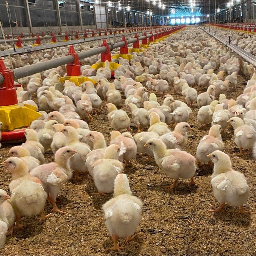 Broiler Chicks