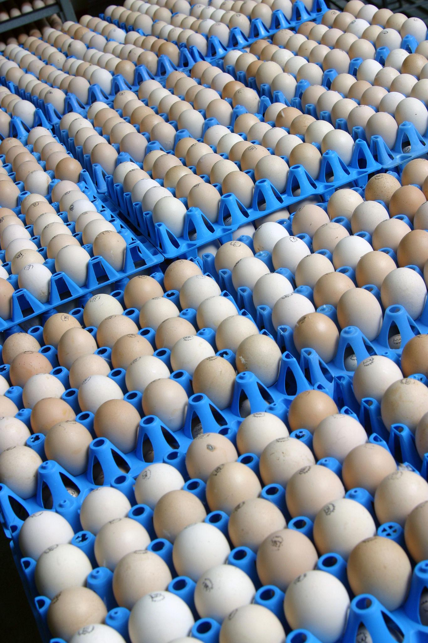 Broiler Breed Hatching Eggs