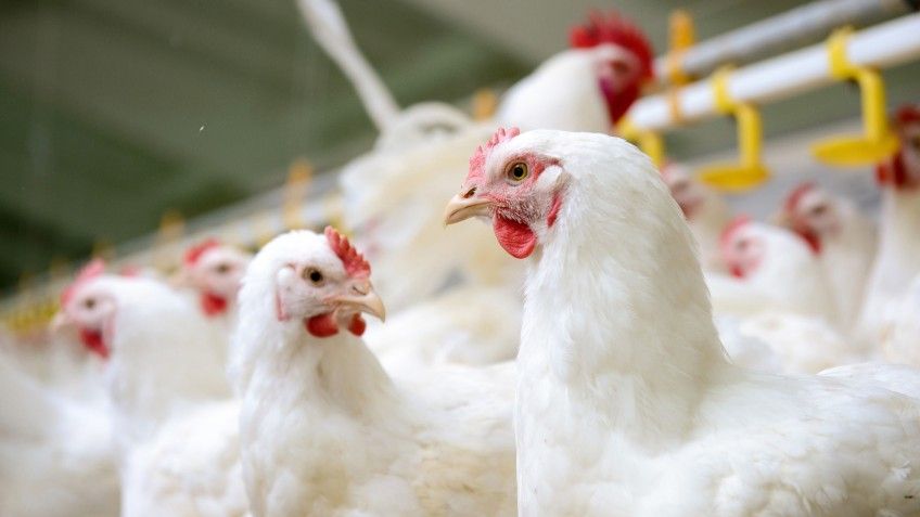 Broiler Hens Sale for Meat Purpose