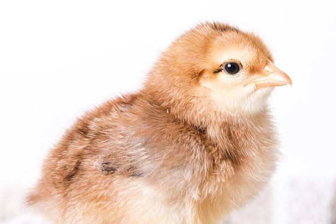 Brown Layer Chicks