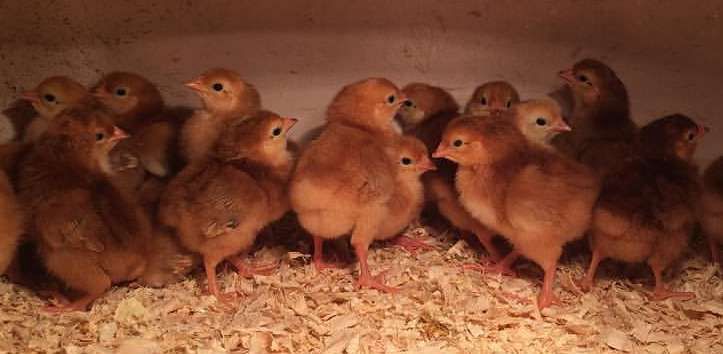 Brown Layer Male Chicks