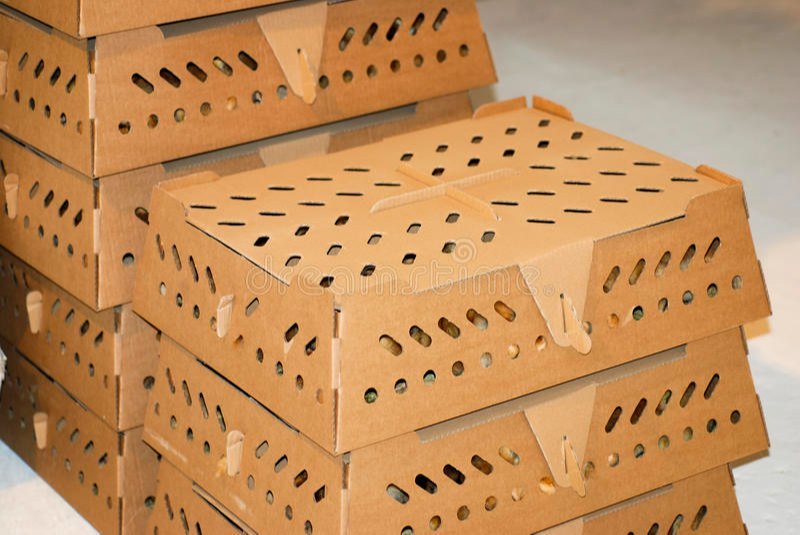 Poultry Chick Paper Boxes