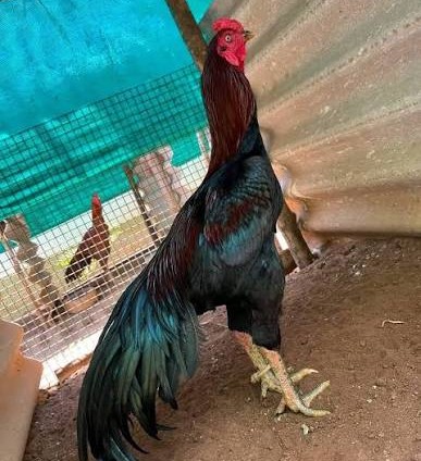 Cross Aseel Chicks – Meat Purpose