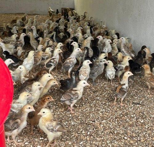 Desi 1-Month-Old Birds