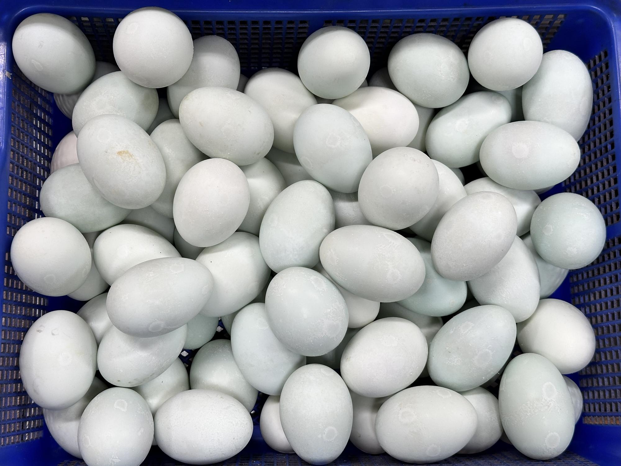 Duck Eating Eggs