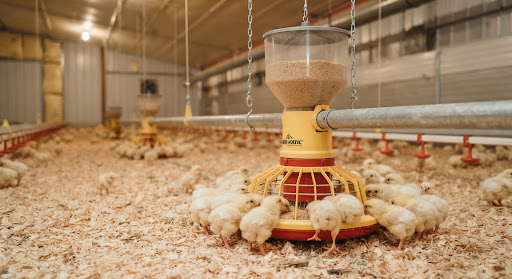 Poultry Jumbo Drinkers