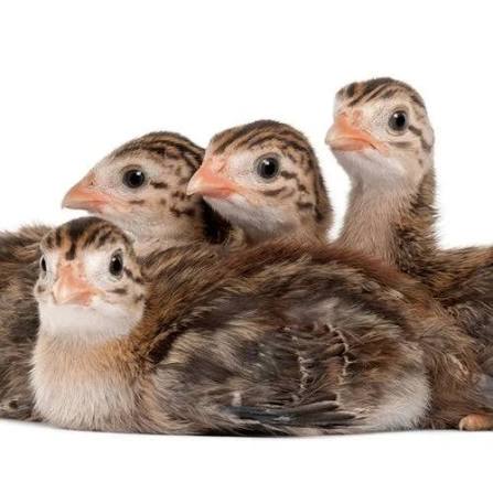 Guinea Fowl Chicks