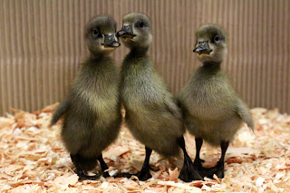 Indian Runner Duckling Chicks