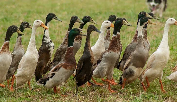 Indian Runner Live Birds – Meat & Egg Purpose