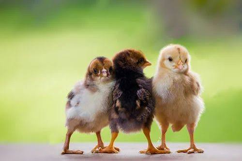 Kaveri Chicks