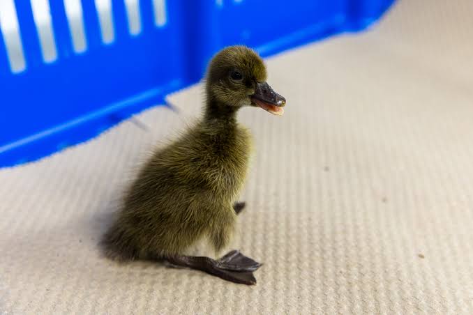 Khaki Campbell Duckling Chicks