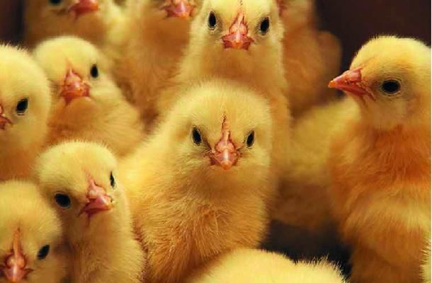 Peruvadai Chicks