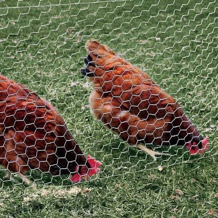 Poultry Shed Mesh