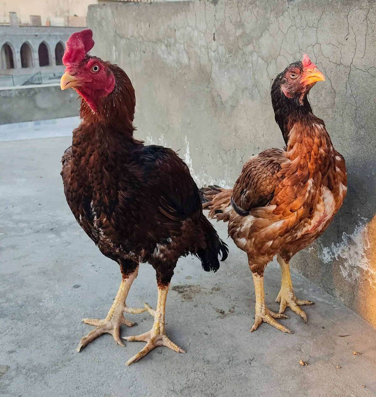 Pure Aseel Chicks – Meat Purpose