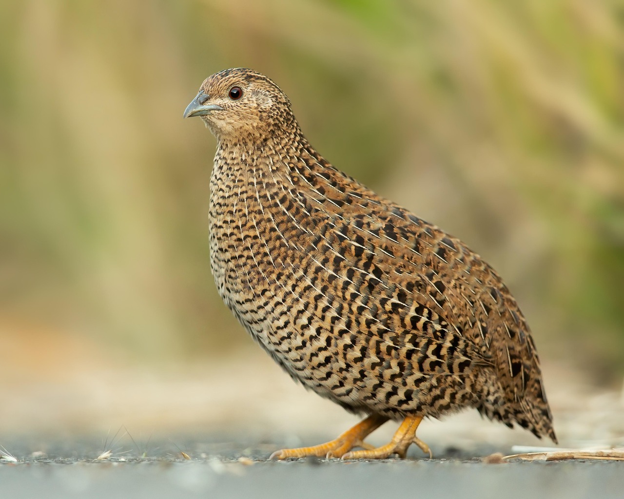 Quail Live Birds