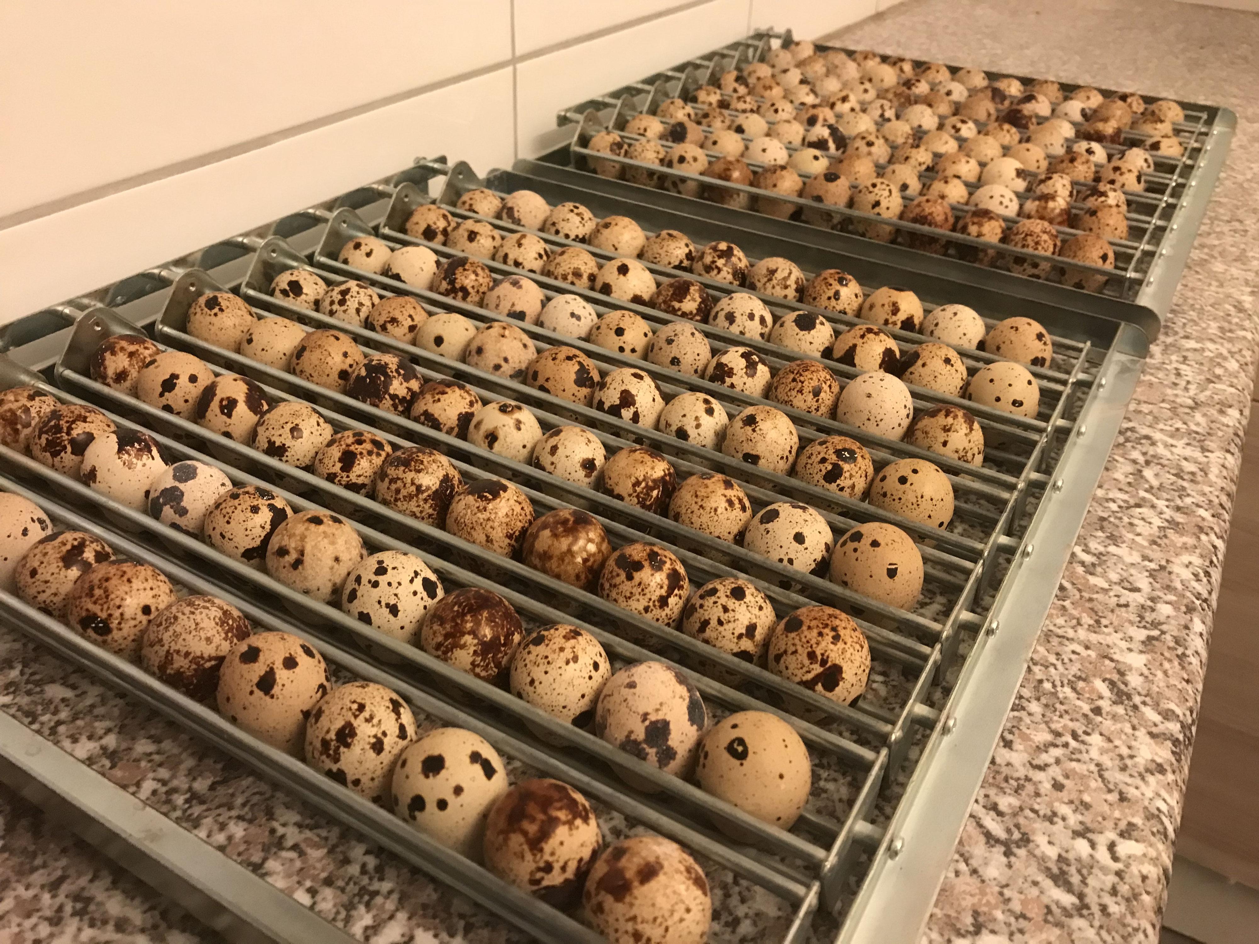 Quail Hatching Eggs