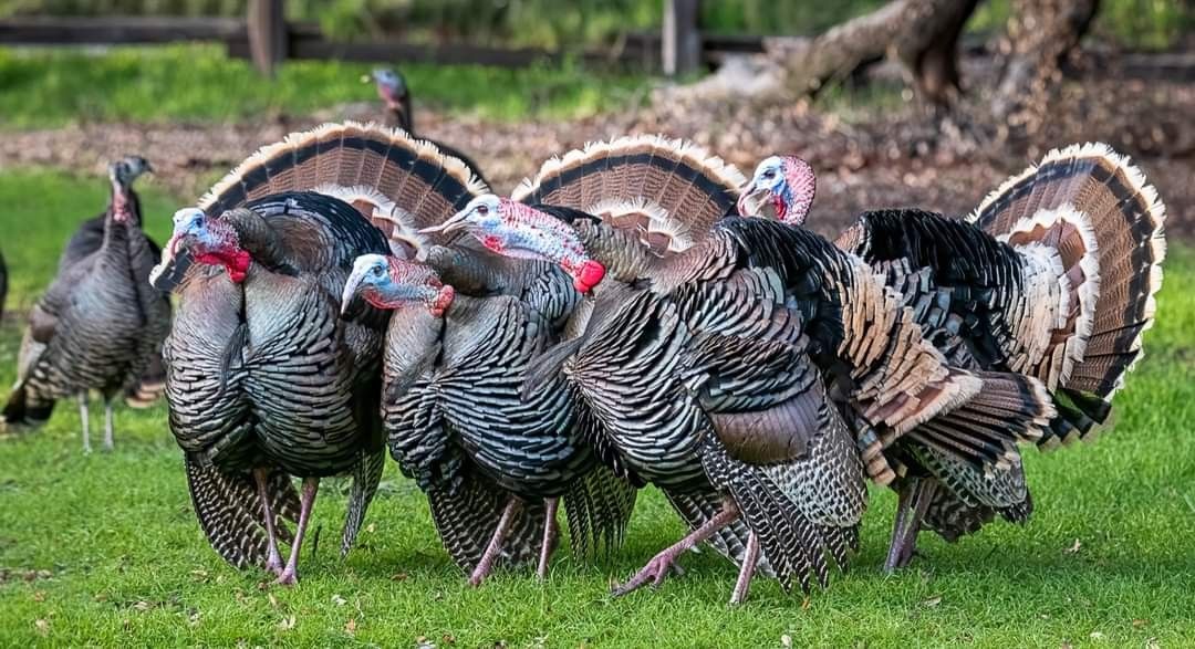 Turkey Live Birds – Meat Purpose