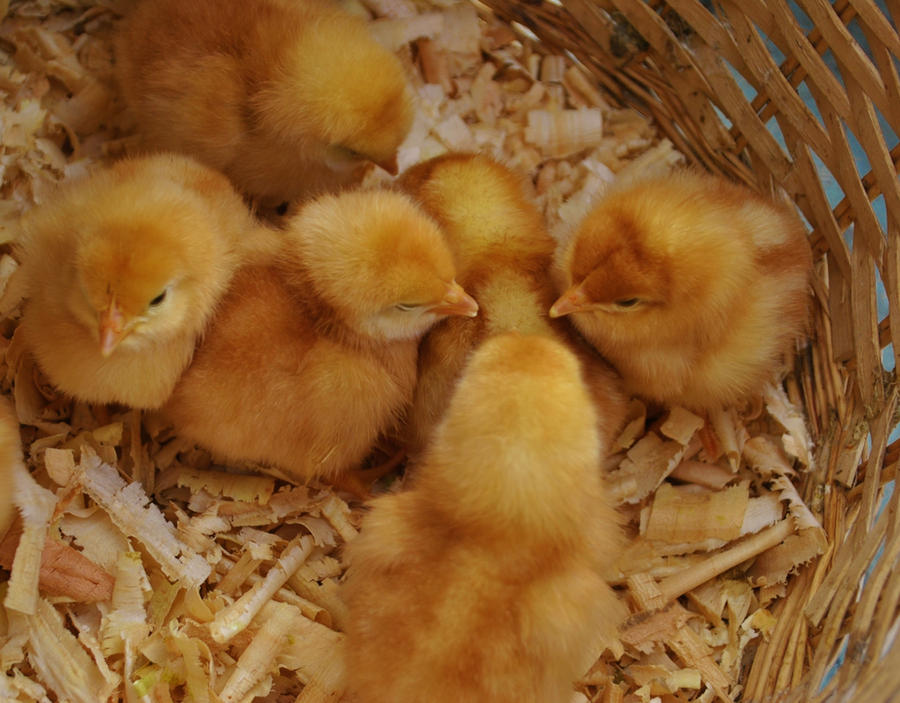 Vanaraja Multi-Color Chicks