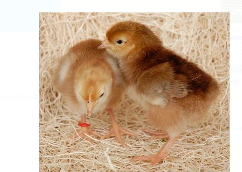 Vanaraja Single Color Chicks