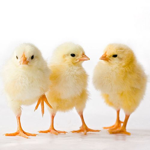 White Layer Male Chicks