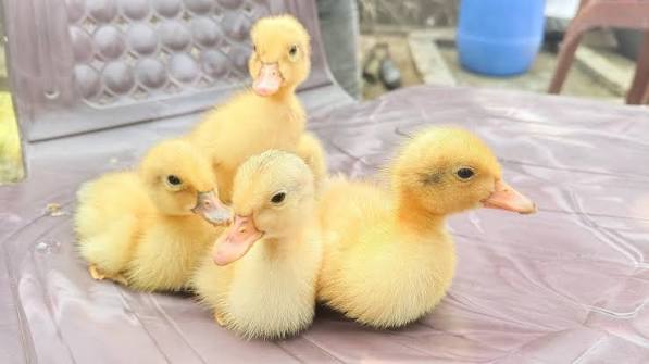 White Pekin Duckling Chicks